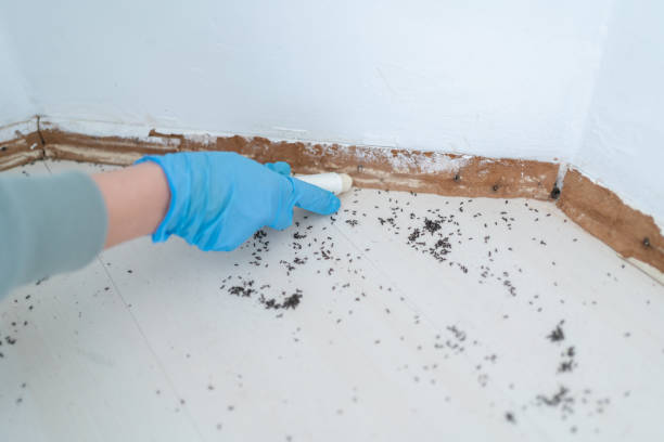 Best Ant Control Services  in Utica, NY